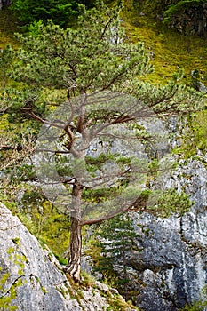 Pinus nigra on mountains peak