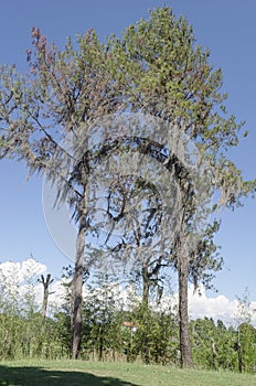 Pinus occidentalis, or Hispaniolan pine, is a pine endemic to the island of Hispaniola,