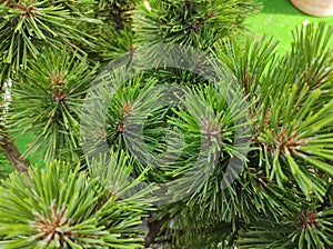 Pinus parviflora `Glauca Brevifolia`