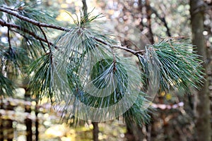 Pinus peuce, Pinaceae.