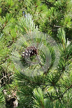 Pinus peuce, Pinaceae photo