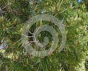 Pinus Pinaster Or Maritime Pine With Cones