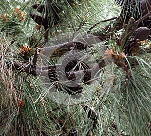 Pinus Pinaster Or Maritime Pine With Flowers