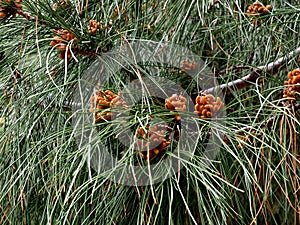 Pinus Pinaster Or Maritime Pine With Flowers