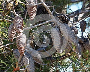 Pinus Pinaster Or Maritime Pine With Flowers