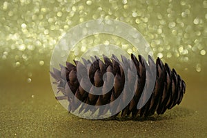 PINUS PINASTER PINECONE OVER GOLD