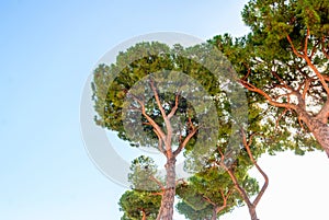 Pinus pinea, also known as the Italian stone pine, umbrella pine and parasol pine photo