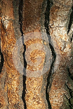 Pinus pinea brown tree bark photo