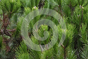 Pinus pinea, evergreen tree branches photo