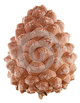 Pinus pinea (stone pine) cone,