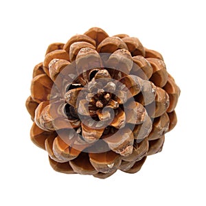 Pinus pinea, stone pine cone