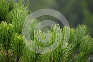 Pinus pinea tree branch close up photo