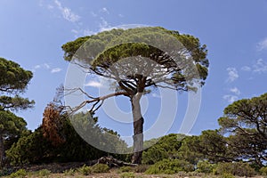 Pinus pinea, Umbrella pine Corsica, France photo