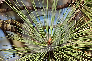 Pinus Ponderosa Buds - Tehachapi Mtns - 102622 photo