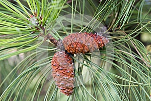 Pinus ponderosa,  ponderosa pine, bull pine, blackjack pine cones on twig