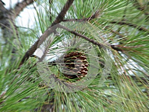 Pinus Radiata photo
