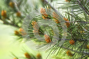 Pinus radiata blooming in forest springtime