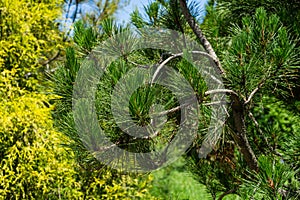 Pinus radiata, the Monterey pine or insignis pine. Close-up of pinus branches. Sunny day in spring Arboretum Park