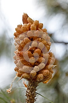 Pinus roxburghii male cone
