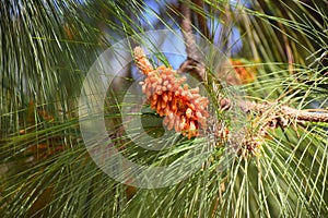 Pinus roxburghii male cone on tree.