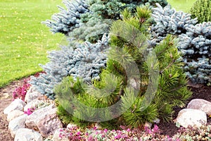 Pinus sibirica in garden