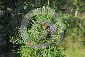Pinus sibirica. Siberian cedar on a Sunny summer day