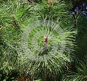 Pinus strobus, commonly denominated the eastern, northern white pine