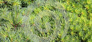 Pinus strobus, commonly denominated the eastern, northern white pine photo