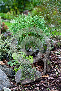 Pinus strobus Tiny Curls, Eastern White Pine with distinctive curled needles is growing in plants collectors rockery garden.