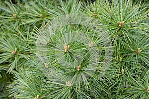 Pinus strobus or Weymouth pine plant