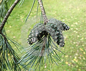 Pinus sylvestris