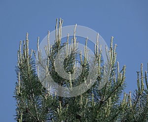 Pinus sylvestris