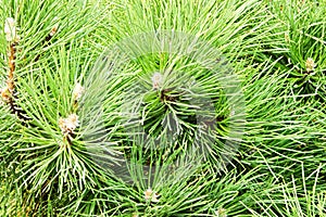 Pinus sylvestris