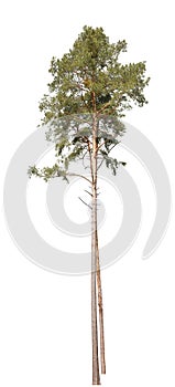 Pinus sylvestris, also known as Scots Pine, isolated tree on white background
