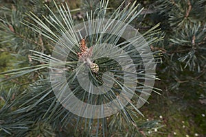 Pinus sylvestris branch close up