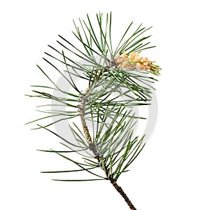 Pinus sylvestris branch photo