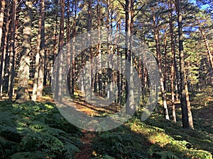 Pinus sylvestris forest in Cercedilla, Madrid, Spain. photo