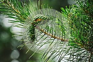Pinus sylvestris, green cones on Scots pine branch. Evergreen tree