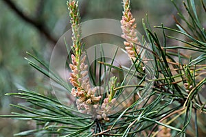 Pinus sylvestris, pine male flowers closeup selective focus