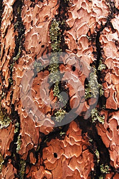 Detail of pine tree bark with green lichen photo