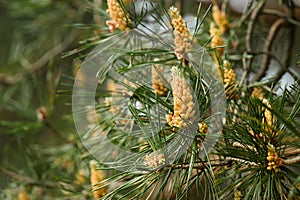 Pinus sylvestris Scotch pine European red pine Scots pine or Baltic pine selective focus branch with cones flowers and