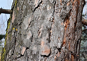 Pinus sylvestris - Scots pine photo