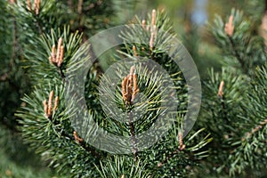 Pinus sylvestris, Scots pine young buds closeup selective focus