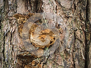 Pinus sylvestris with tinder sponge