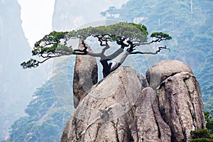 The Pinus taiwanensis