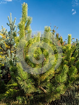 Pinus thunbergii pine tree
