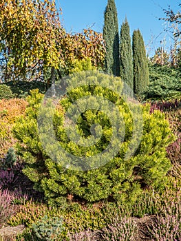 Pinus thunbergii pine tree