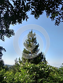 Pinus tree blue sky green between bush