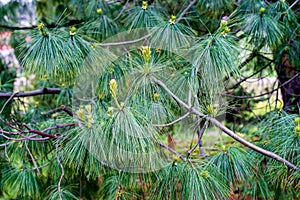 Pinus wallichiana is a coniferous evergreen tree native to the Himalaya, Karakoram and Hindu Kush mountains