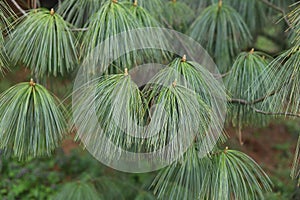 Pinus wallichiana. Himalayan pine tree needles.